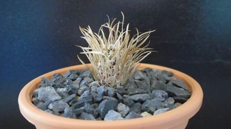 Toumeya papyracantha