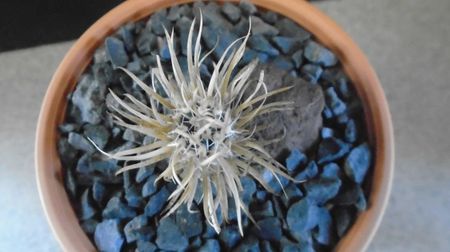 Toumeya papyracantha