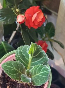 Cu o frunza inimioara ;); Sporul casei nu poate lipsi din nici o poza. :)))
