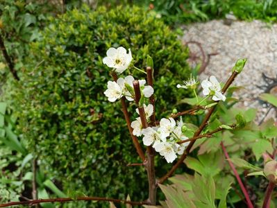 Prun columnar "Imperial"