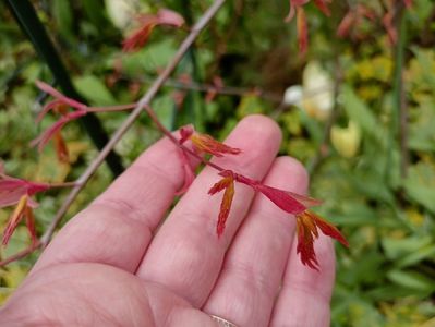 Acer "Orange Dream"