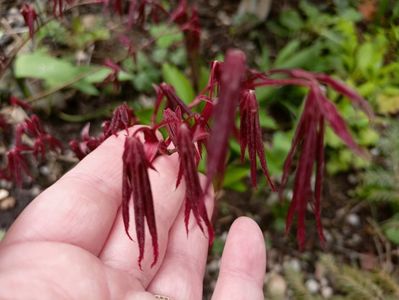 Acer "Atropurpureum "