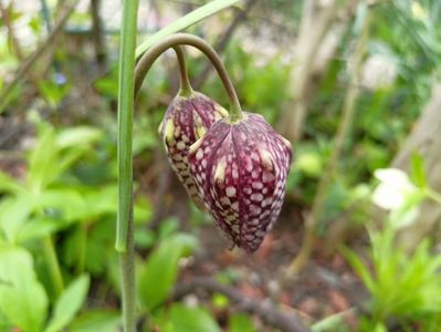 Fritillaria meleagris