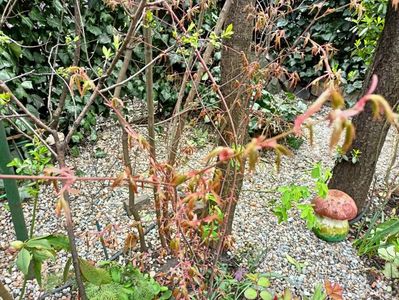 Acer "Tayo nishiki"