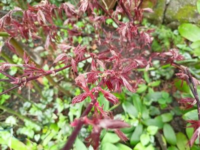 Acer "Pixie"