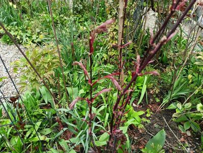 Acer "Hubbs Red Willow"