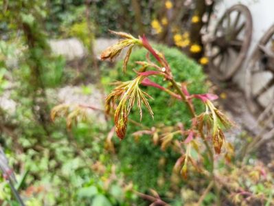 Acer "Seiryu"