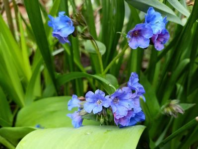 Pulmonaria "Blues Ensign"