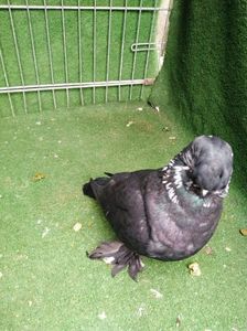 IMG-20210131-WA0037