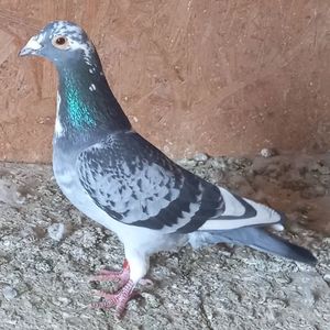 Mascul 22-301....-15 lei