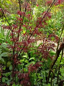 11.04.2023 Acer "Pixie"