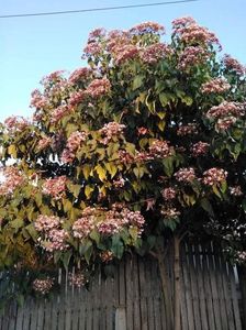 Clerodendron, copac de gradina 30 lereceived_1442727359868901