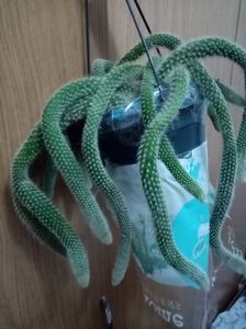 Coada de maimuta. Un fir =20 lei