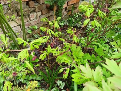 Aconitifolium