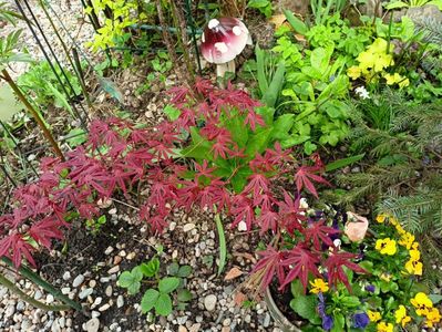 Acer Atropurpureum