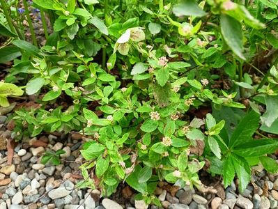 Spirea vanhouttei Pink Ice