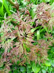 Acer Orangeola