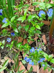 Veronica Georgia Blue