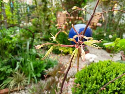Acer Ukigumo