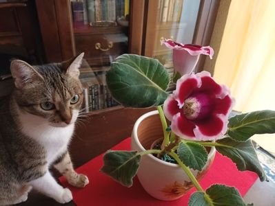 Kaiser Friedrich; Gloxinia se numeste asa, nu pisica! :))
