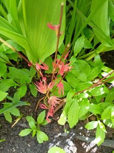 Acer Phoenix