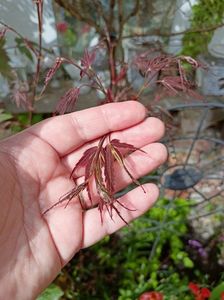 Acer Manyo No Sato