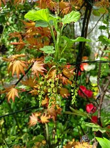 Acer Orange Dream