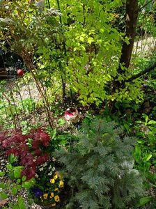 Acer Atropurpureum