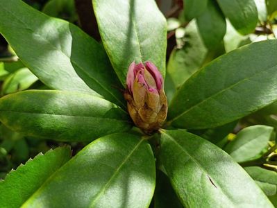 Rhododendron