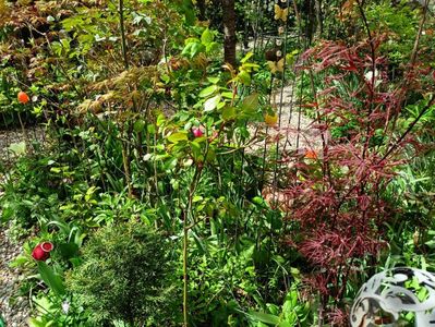 Acer Asahi-Zuru și Hubbs Red Willow