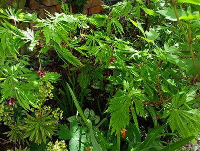 Acer Mai Kujaku