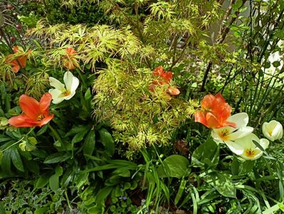 Acer Seiryu