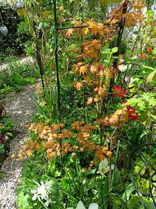 Acer Orange Dream