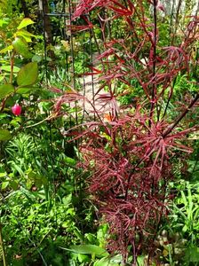 Acer Hubbs Red Willow
