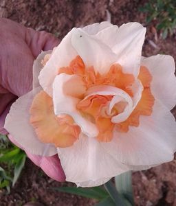 Replete
