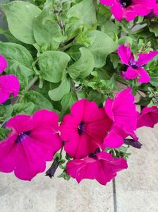 Petunia violet