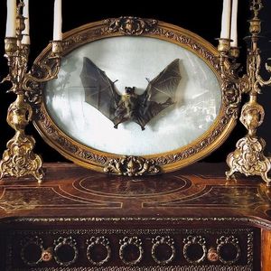 Taxidermied bat displayed in a Նictorian frame, you can notice the troubled life he once had.; （yes, it was a ‵he‵ for all of those Misgendering activists）
