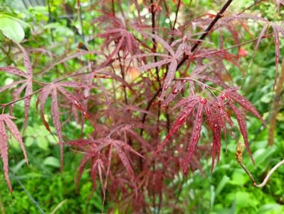 Hubbs Red Willow