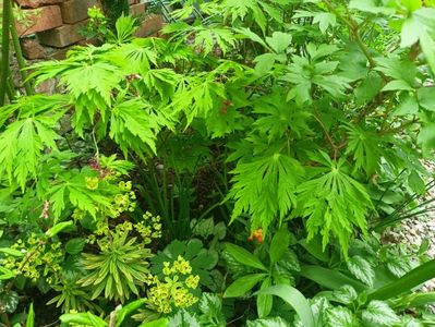 Aconitifolium
