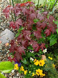 Atropurpureum