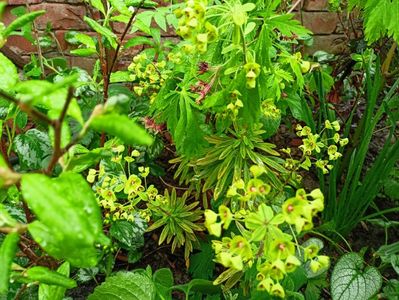 Euphorbia "Ascot Rainbow"