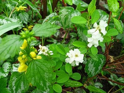 Exochorda "Magical Springtime"