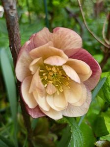Helleborus "Double Apricot"