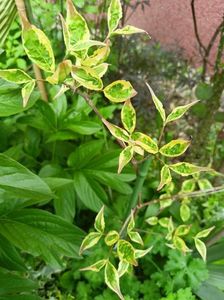 Cornus Akatsuki