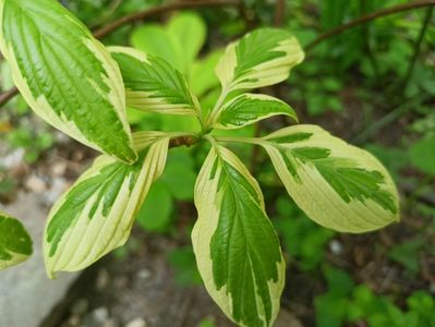 Cornus controversa variegata
