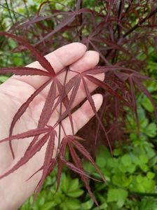Hubbs Red Willow