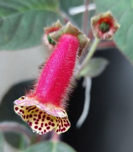 ; Kohleria Villands Vanga
