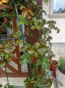 Posibil Eden rose 23 aprilie 2023