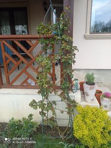 Posibil Eden rose 23 aprilie 2023