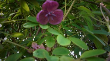 Akebia